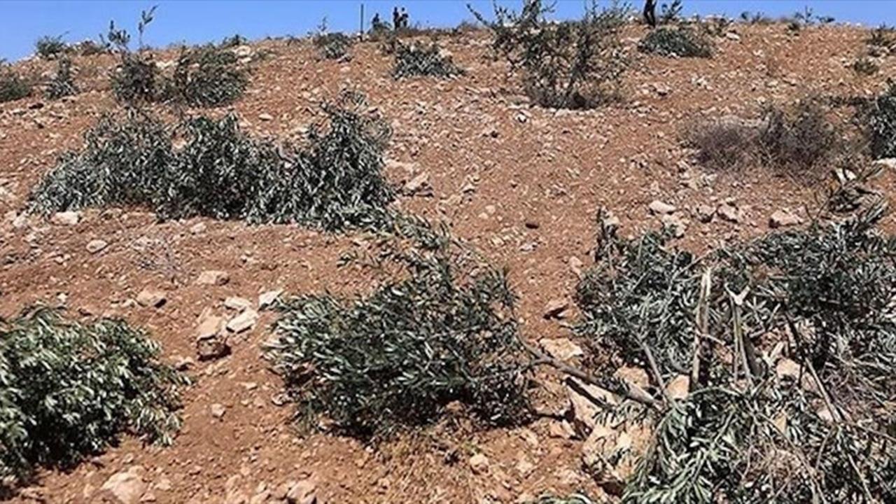 Ramallah'ta zeytinliklere saldırı: 200 ağaç söküldü