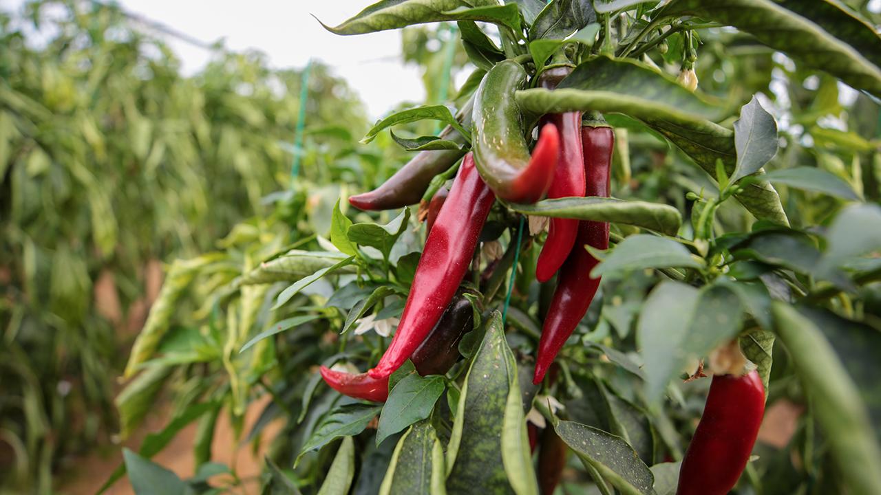 Zirai ilaçlara dijital takip: BReçete geliyor