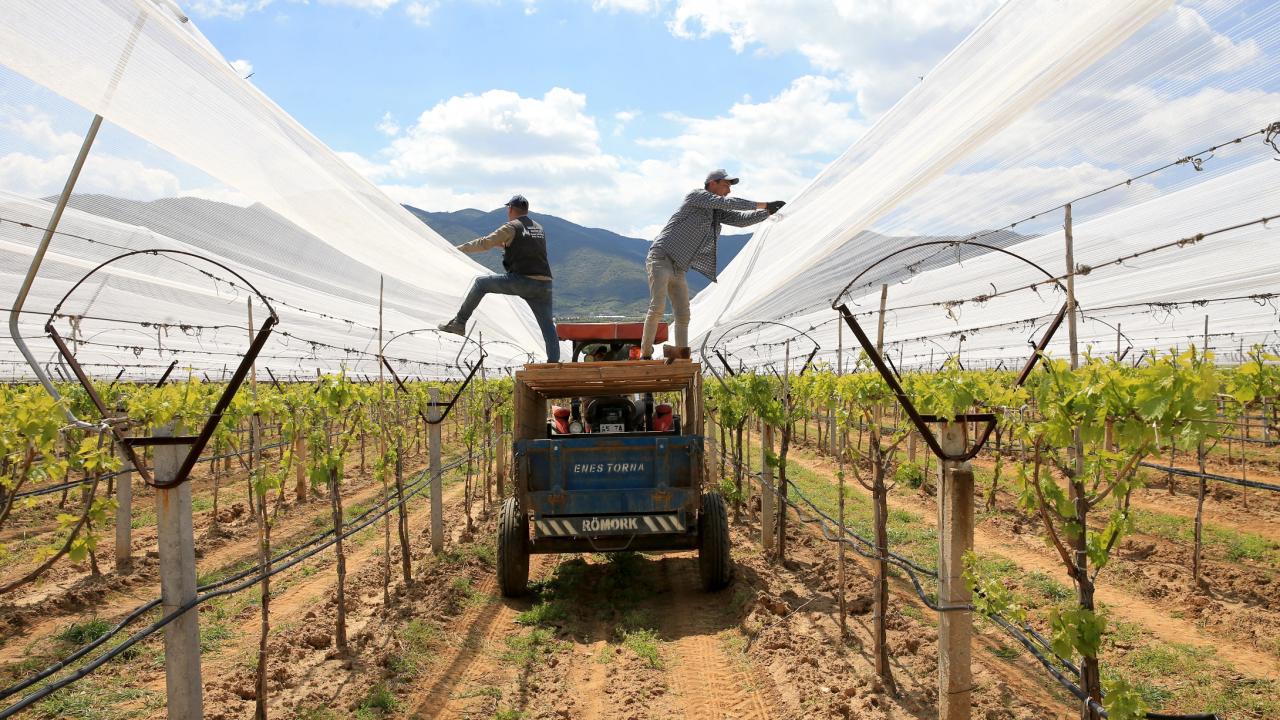 Üzüm bağları dolu tülü ile korumaya alındı