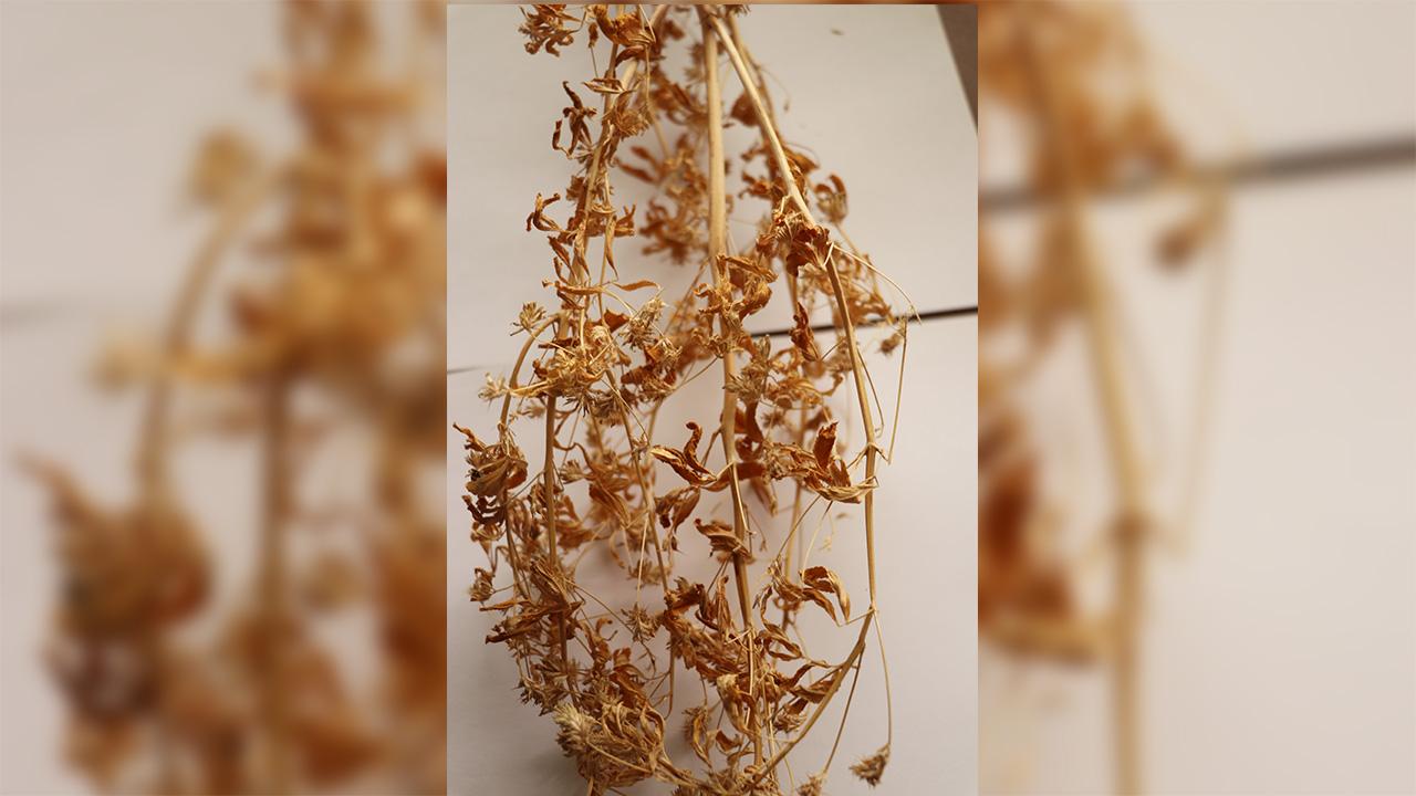 21 yıllık emekle geliştirilen "Ateş Mavisi" tescillendi