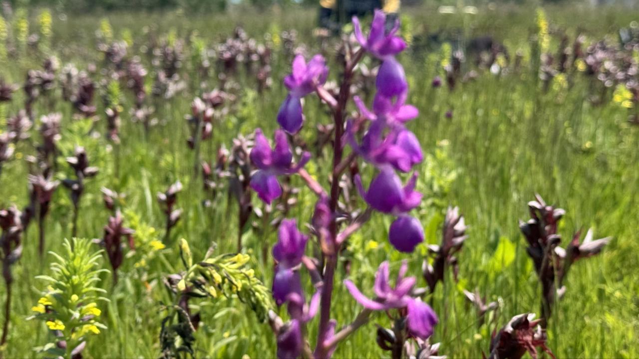 İzinsiz salep orkidesi toplayan kişiye 699 bin lira ceza