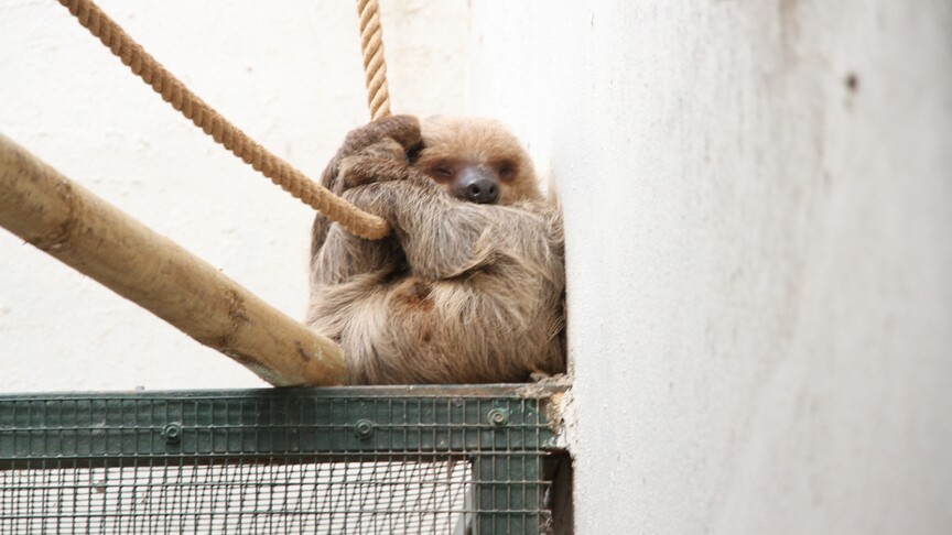 ABD'de 31 tembel hayvanın "uygun koşullarda tutulmadıkları" için öldüğü bildirildi
