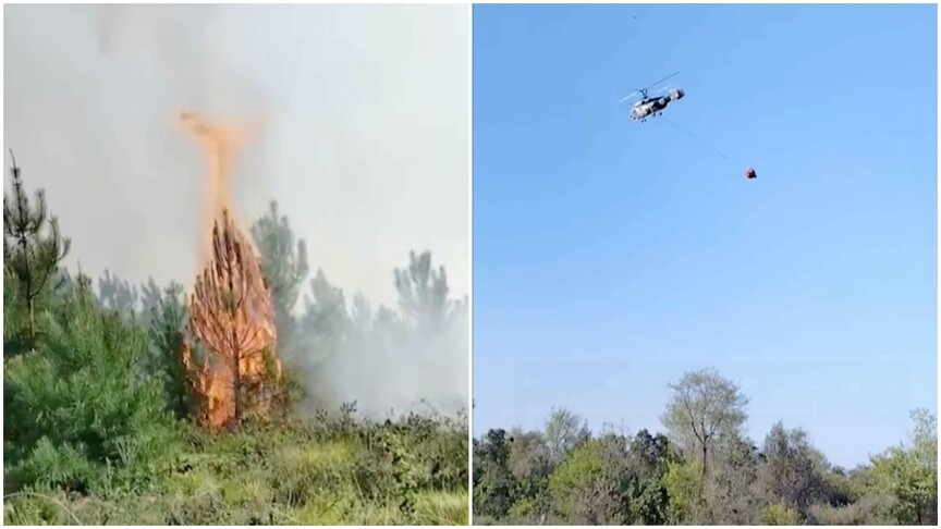 Beykoz'da ormanlık alanda çıkan yangına müdahale ediliyor
